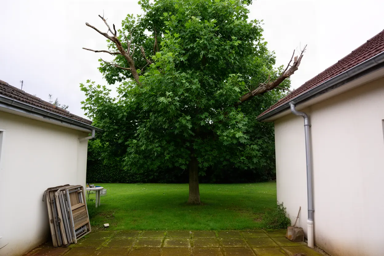 Érable dense avant élagage dans un jardin de Limoges