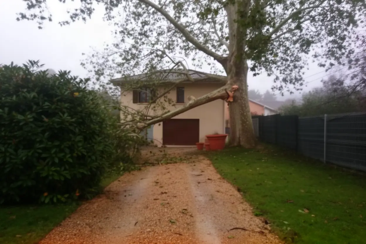 Cime de peuplier suspendue à Condat-sur-Vienne